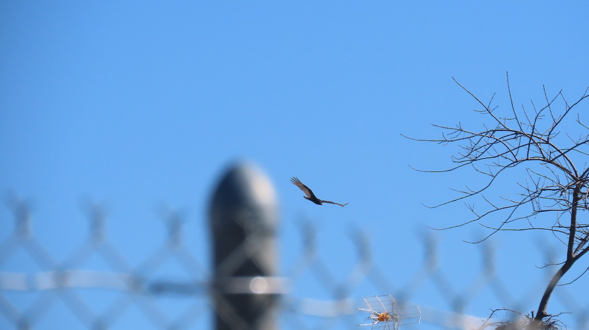 Turkey Vulture - ML631765870