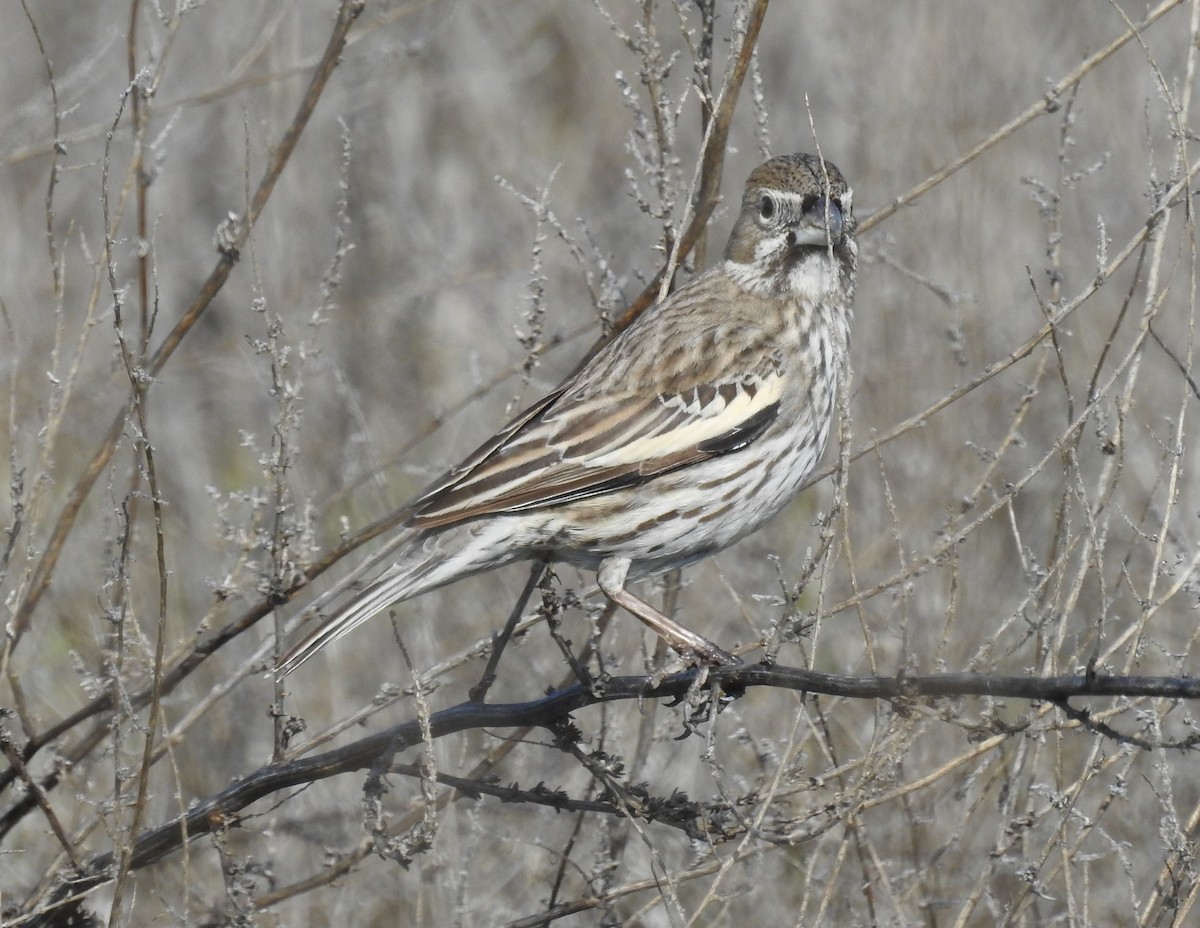 Lark Bunting - ML631765887