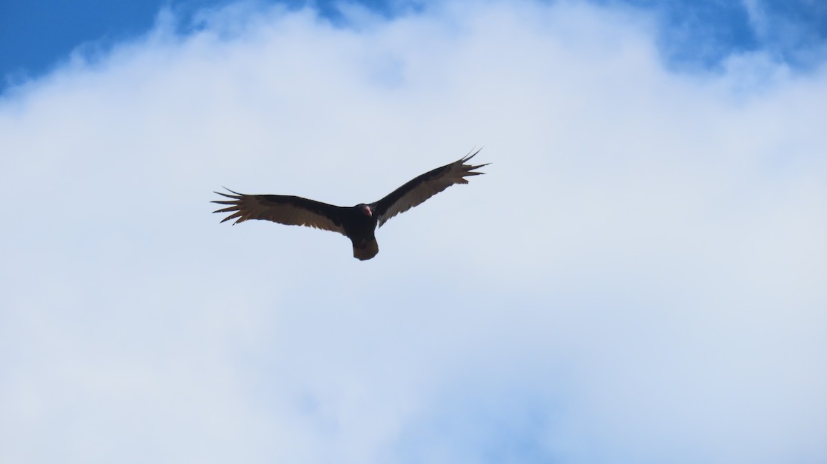 Turkey Vulture - ML631765888