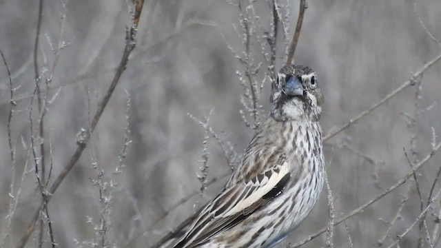 Lark Bunting - ML631765893