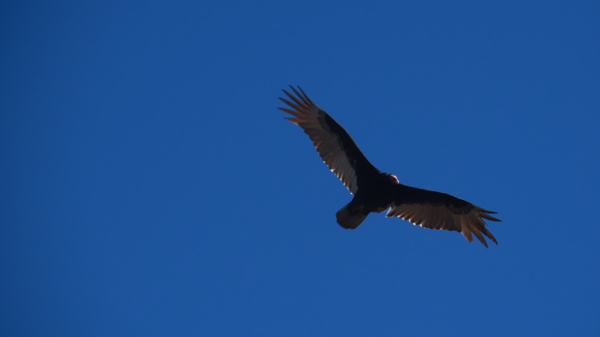 Turkey Vulture - ML631765896