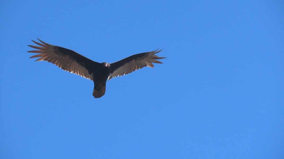 Turkey Vulture - ML631765904