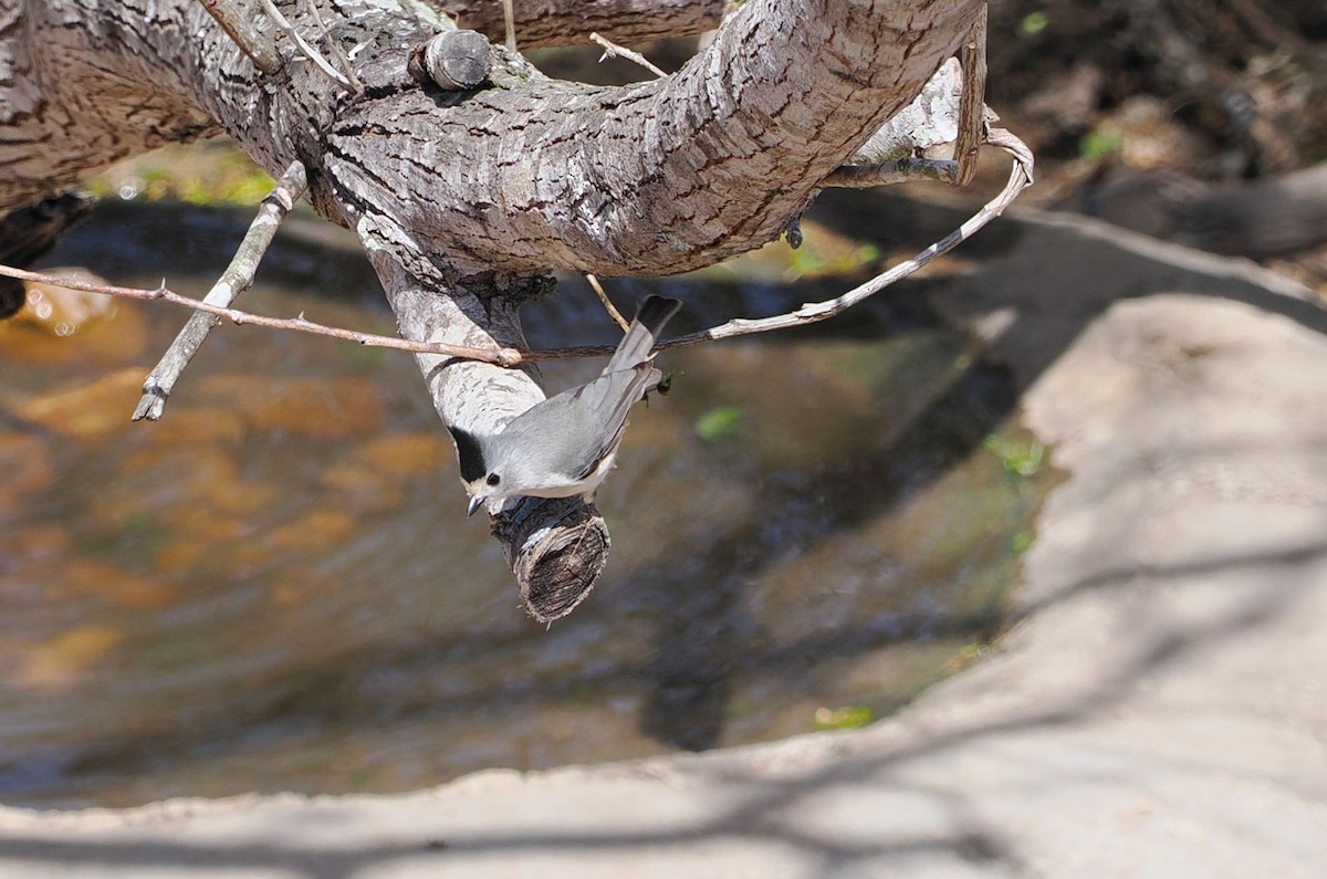Black-crested Titmouse - ML631765927
