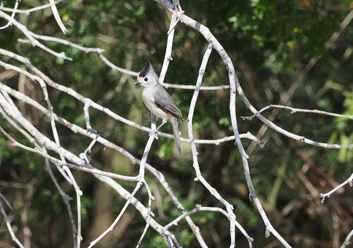 Black-crested Titmouse - ML631765928
