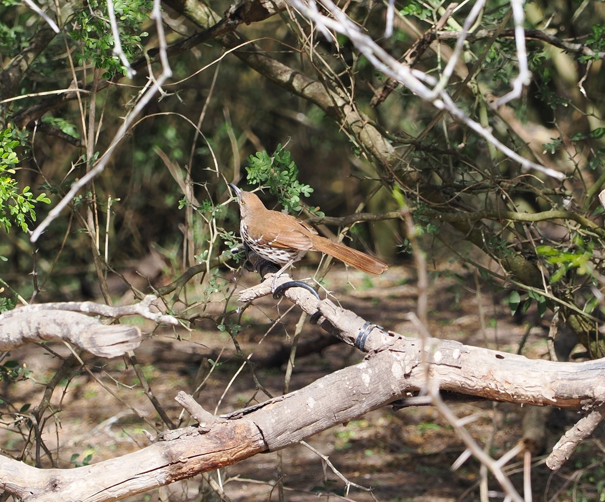 Long-billed Thrasher - ML631765980