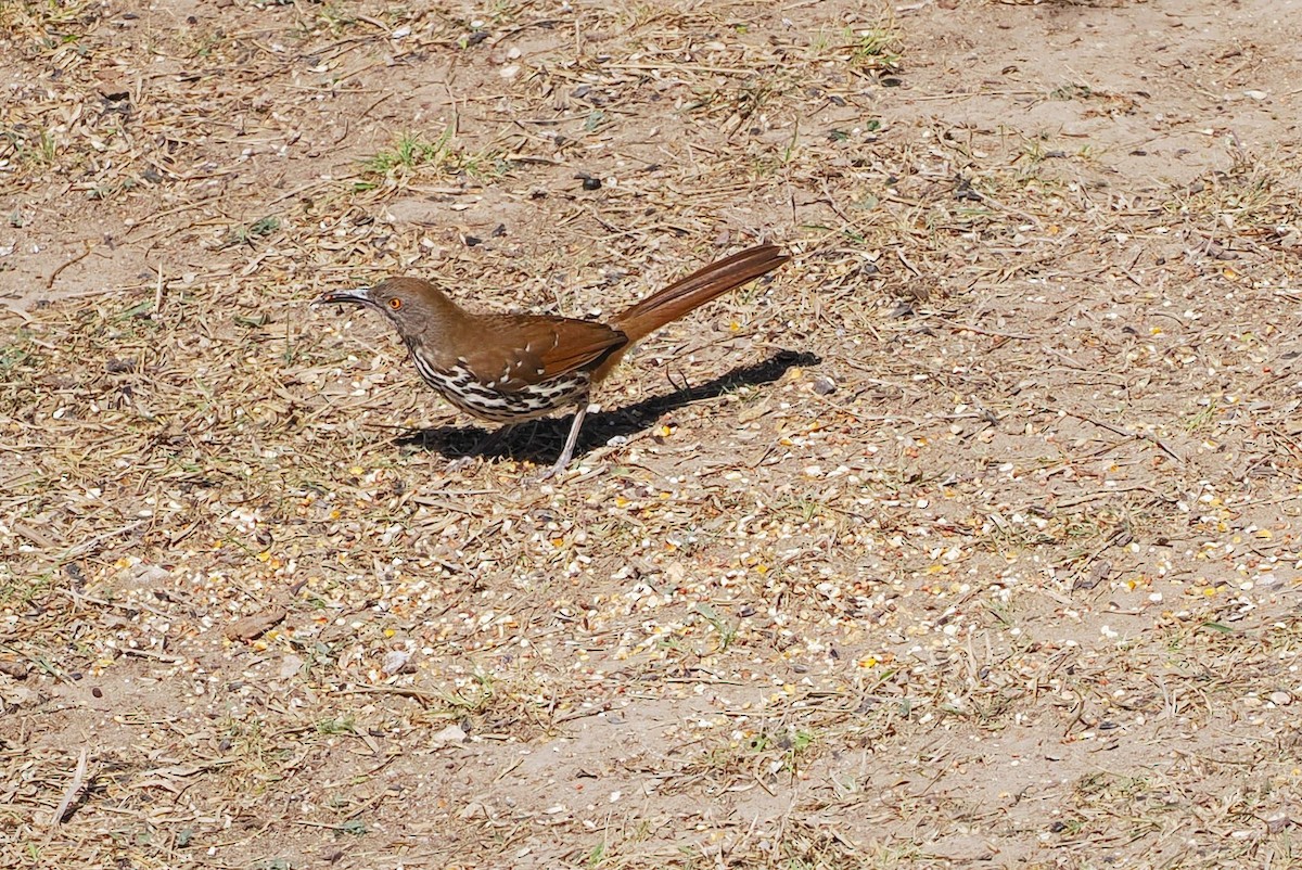 Long-billed Thrasher - ML631765981
