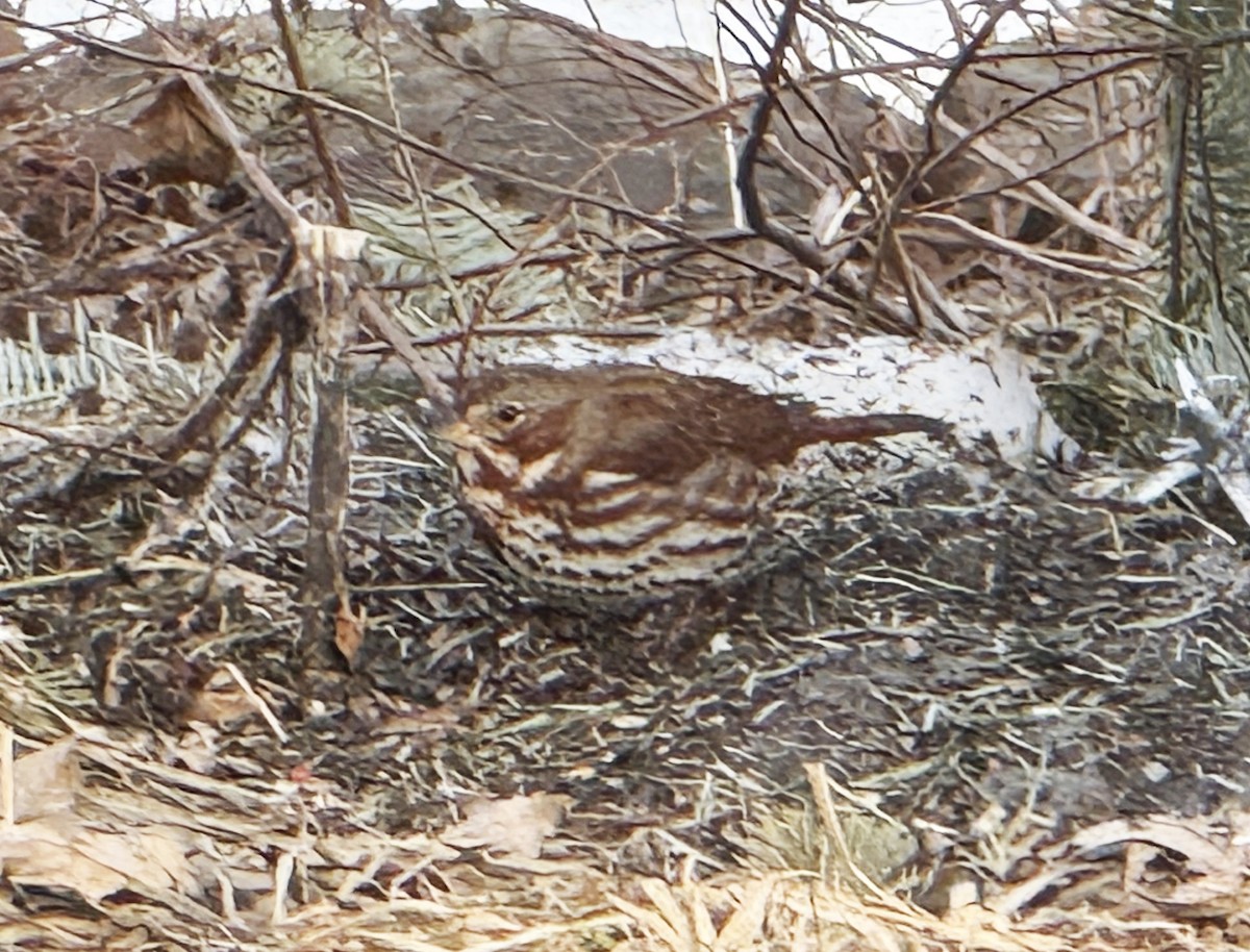 Fox Sparrow - ML631765989