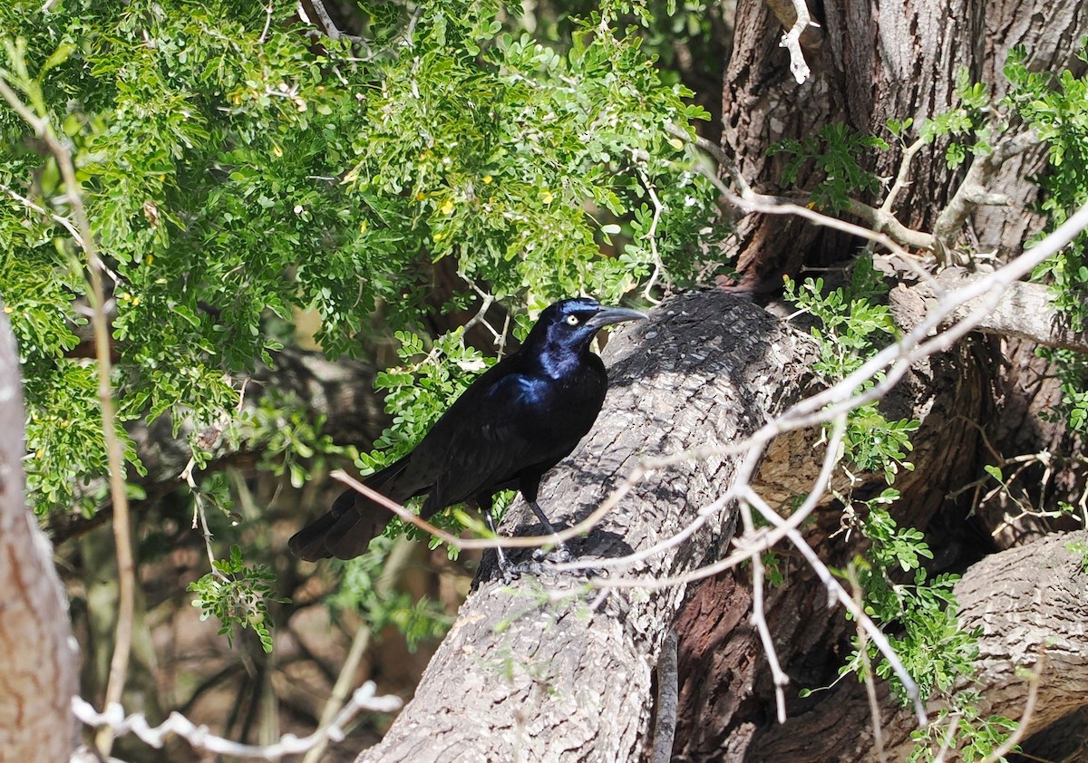 Great-tailed Grackle - ML631766188