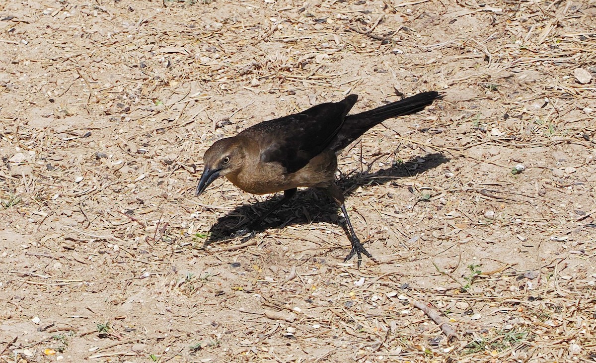Great-tailed Grackle - ML631766189