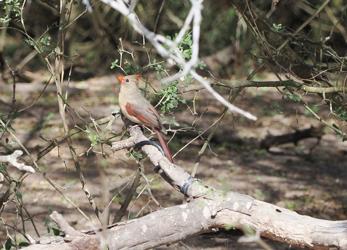 Northern Cardinal - ML631766273