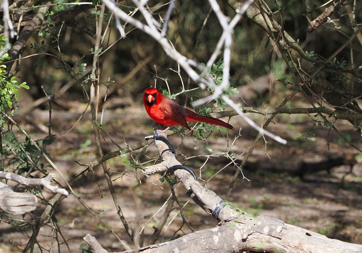 Northern Cardinal - ML631766274