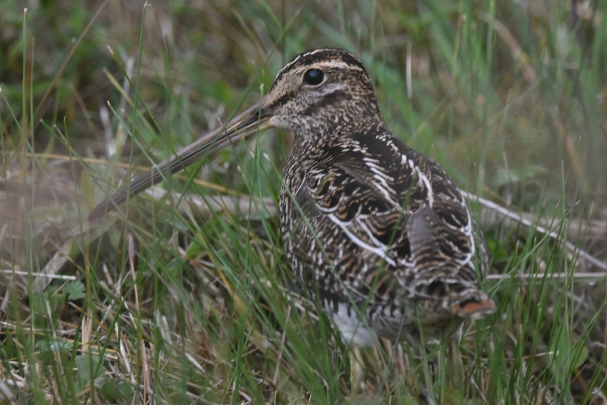Noble Snipe - ML631766460