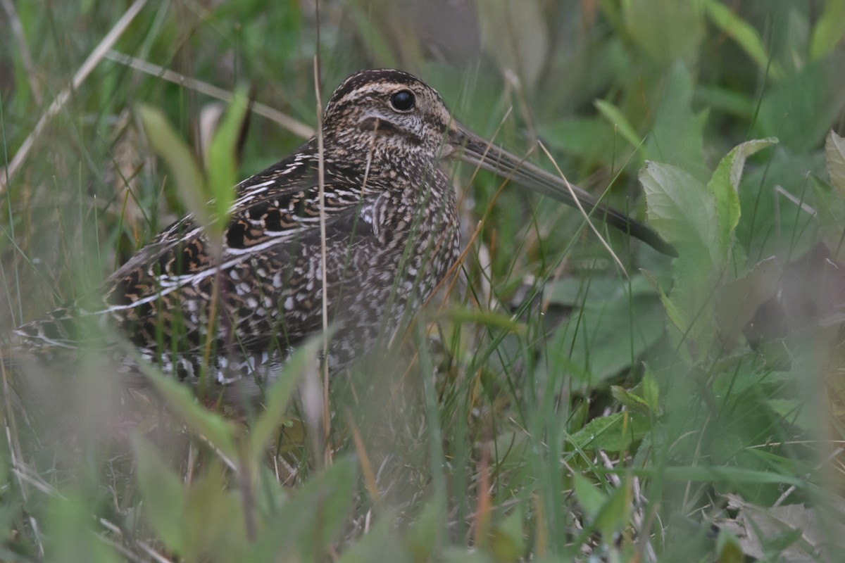 Noble Snipe - ML631766461
