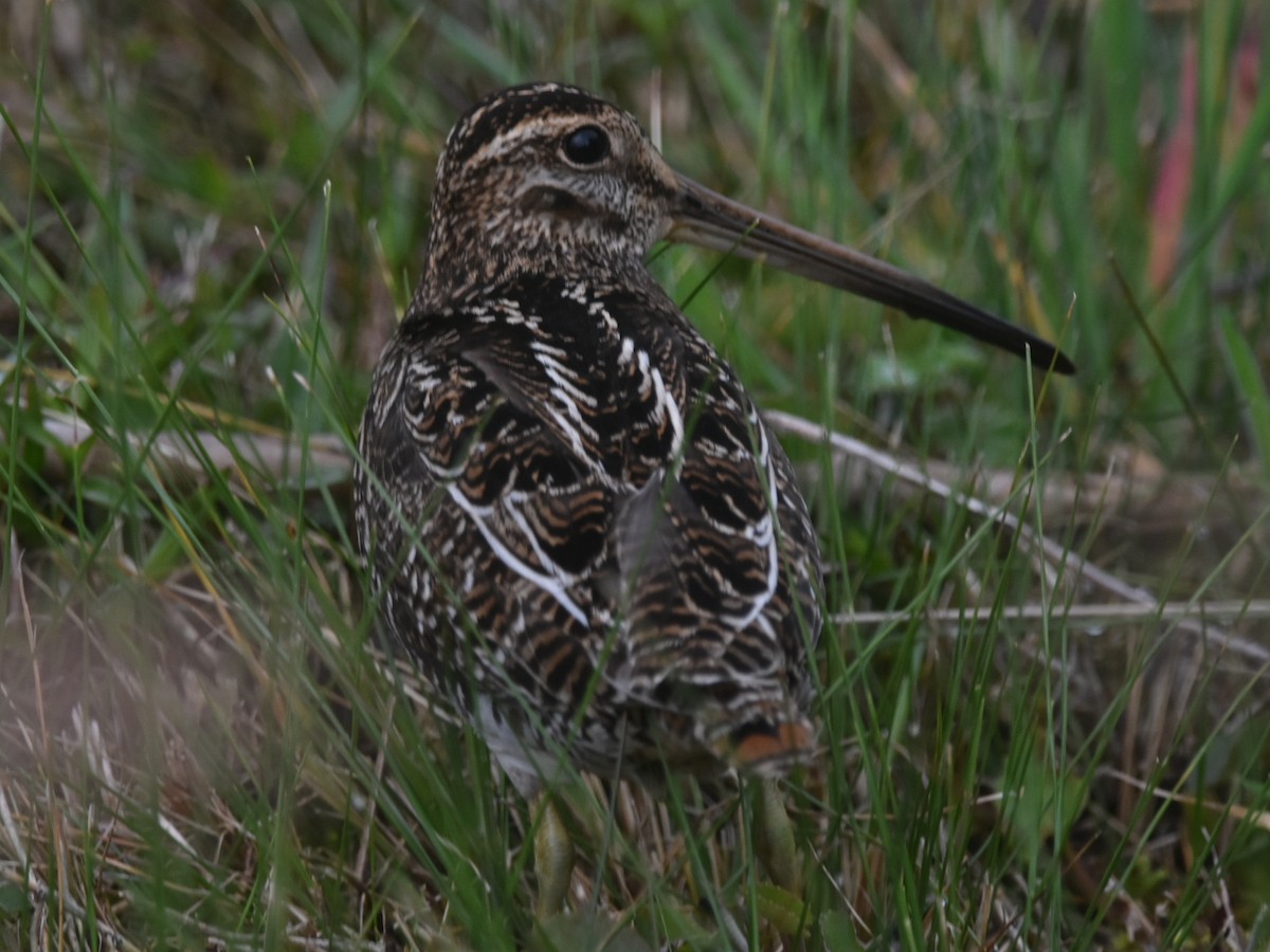Noble Snipe - ML631766462