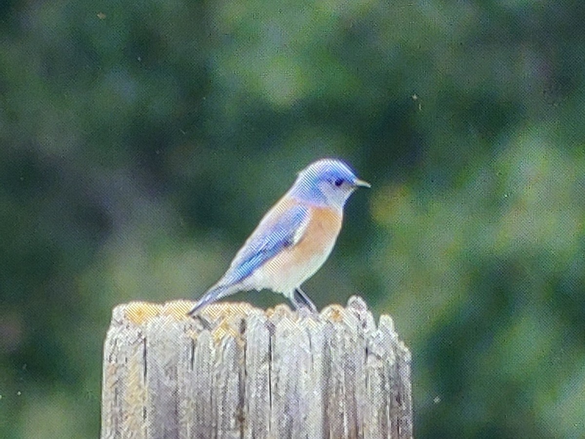 Western Bluebird - ML631766500