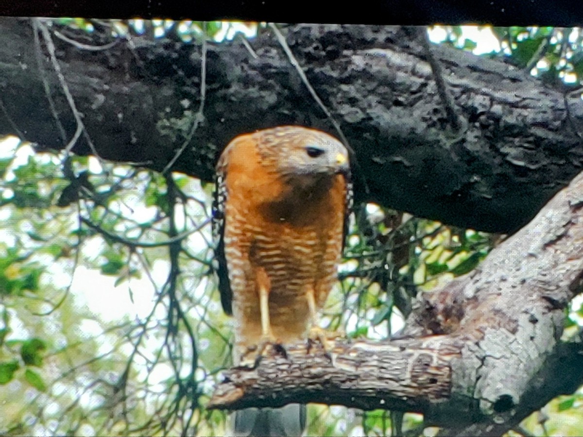Red-shouldered Hawk - ML631766532
