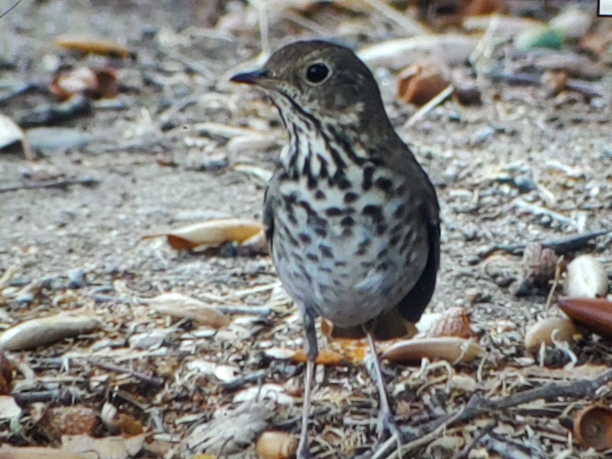 Hermit Thrush - ML631766548