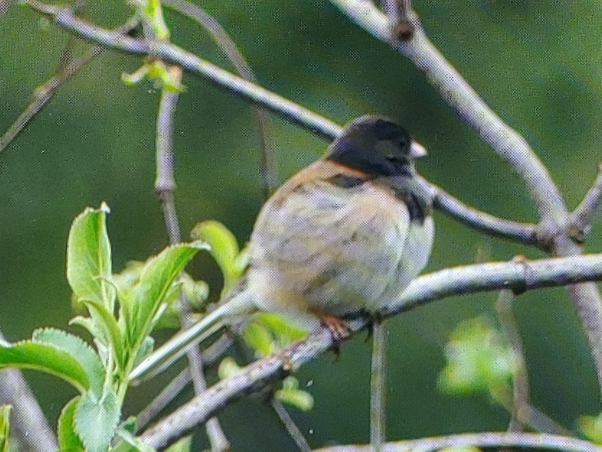 Dark-eyed Junco - ML631766590