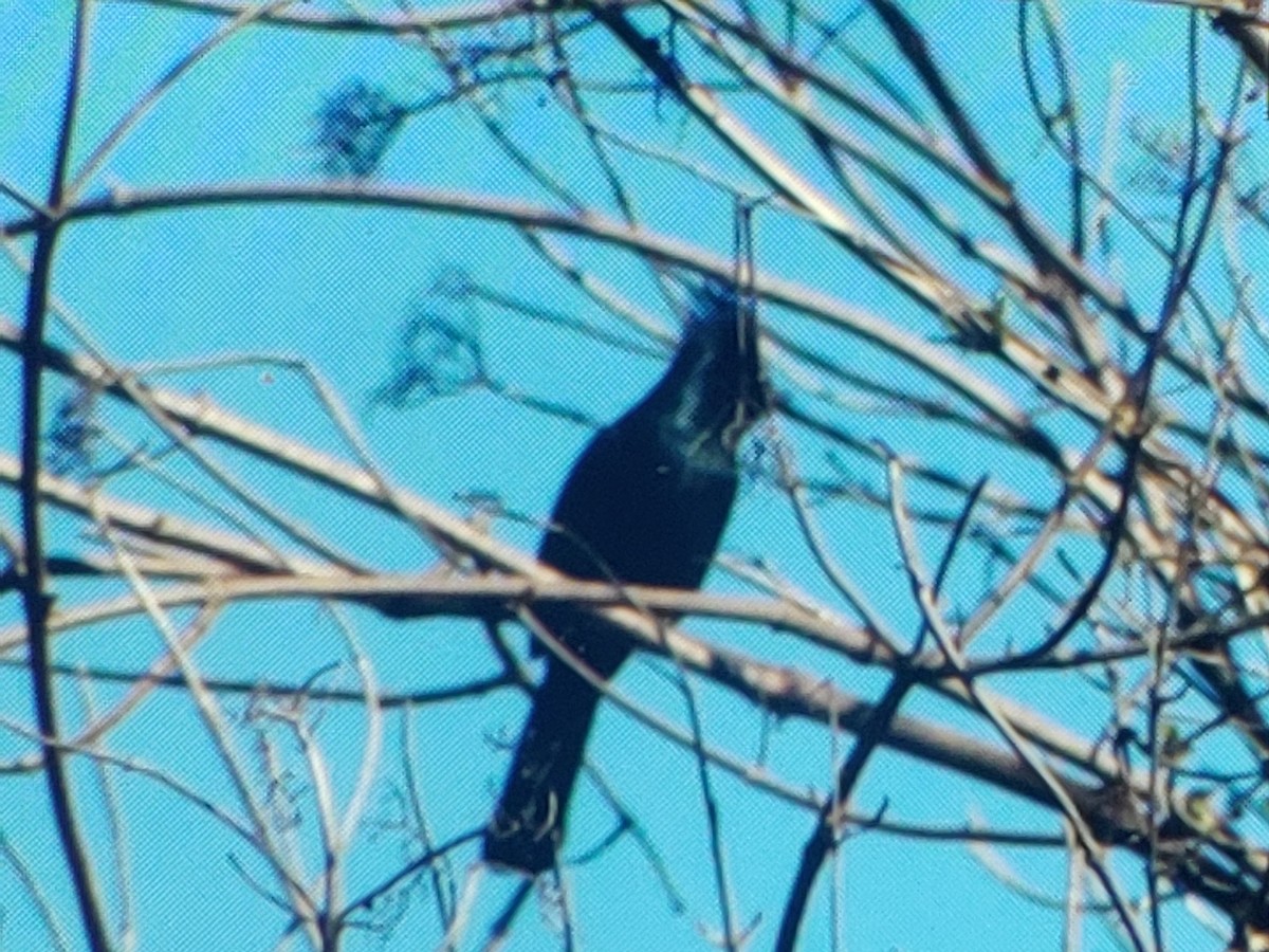 Phainopepla - ML631766608