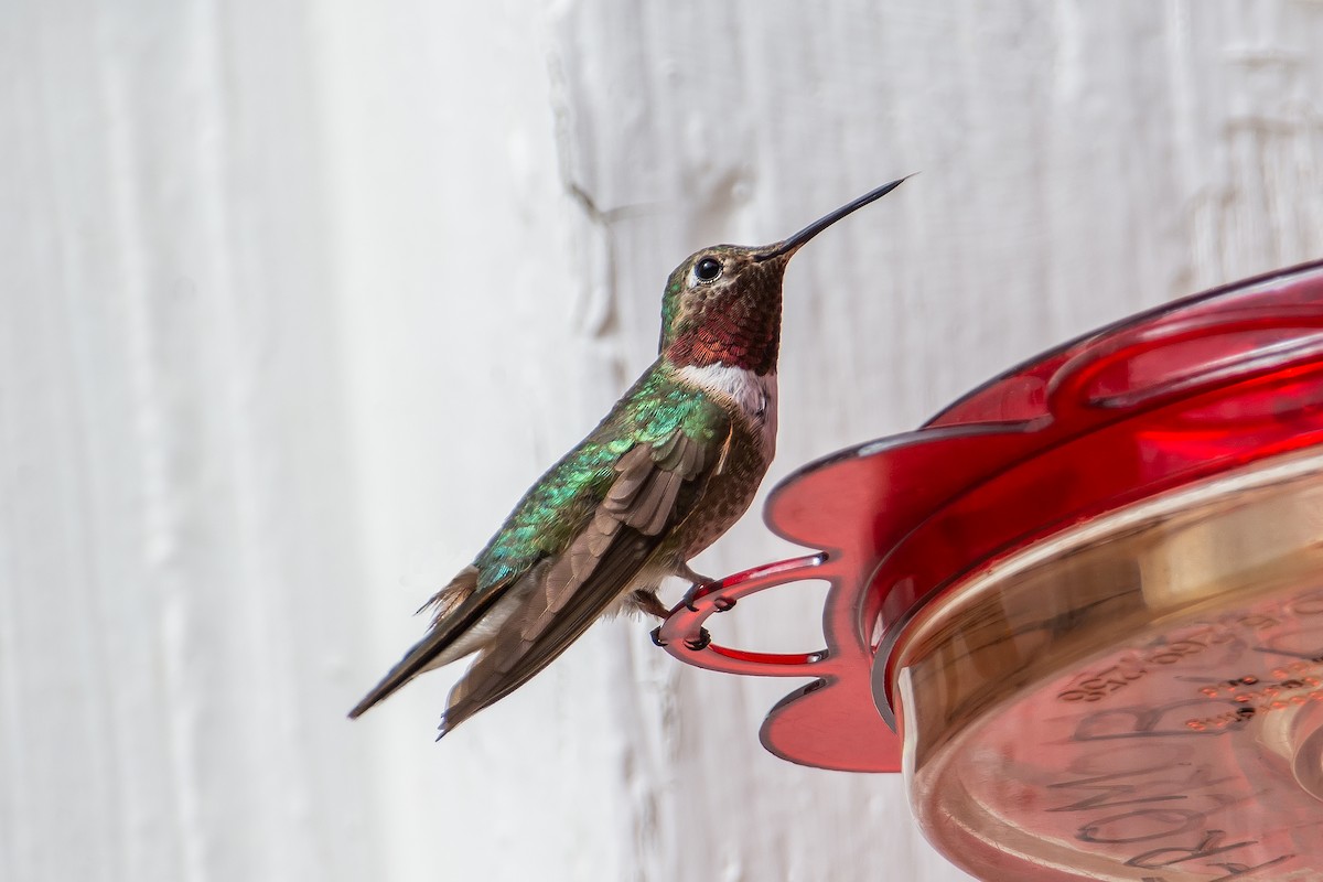 Broad-tailed Hummingbird - ML631766674