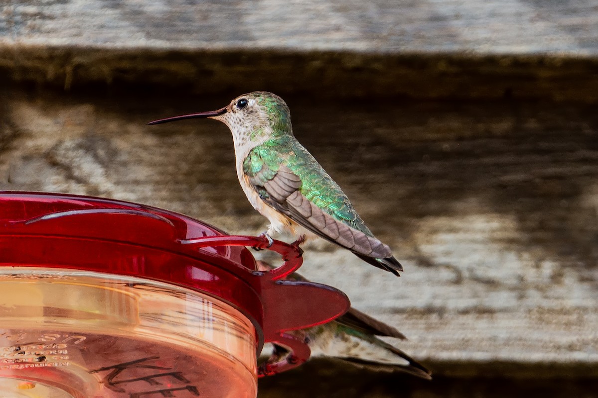 Broad-tailed Hummingbird - ML631766684