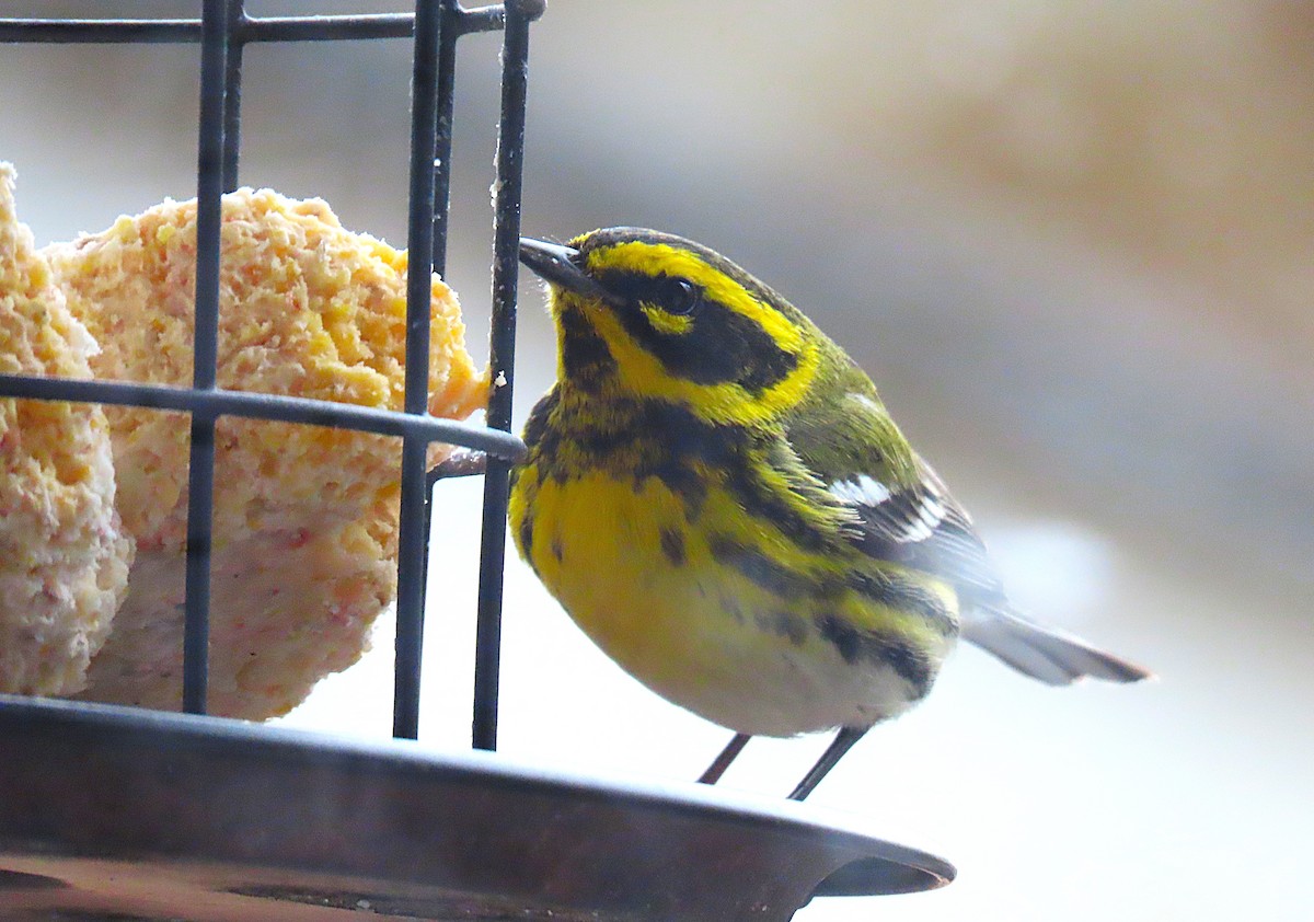 Townsend's Warbler - ML631766731