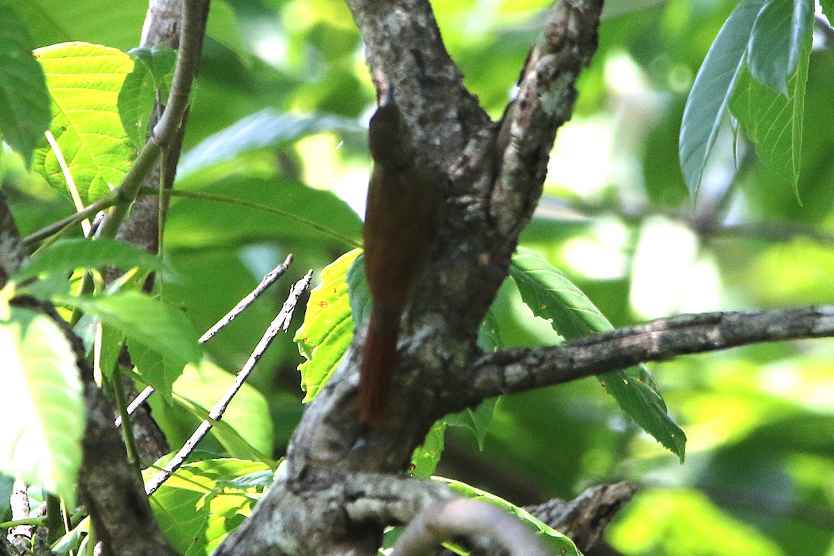 Piping Woodcreeper - ML631766784