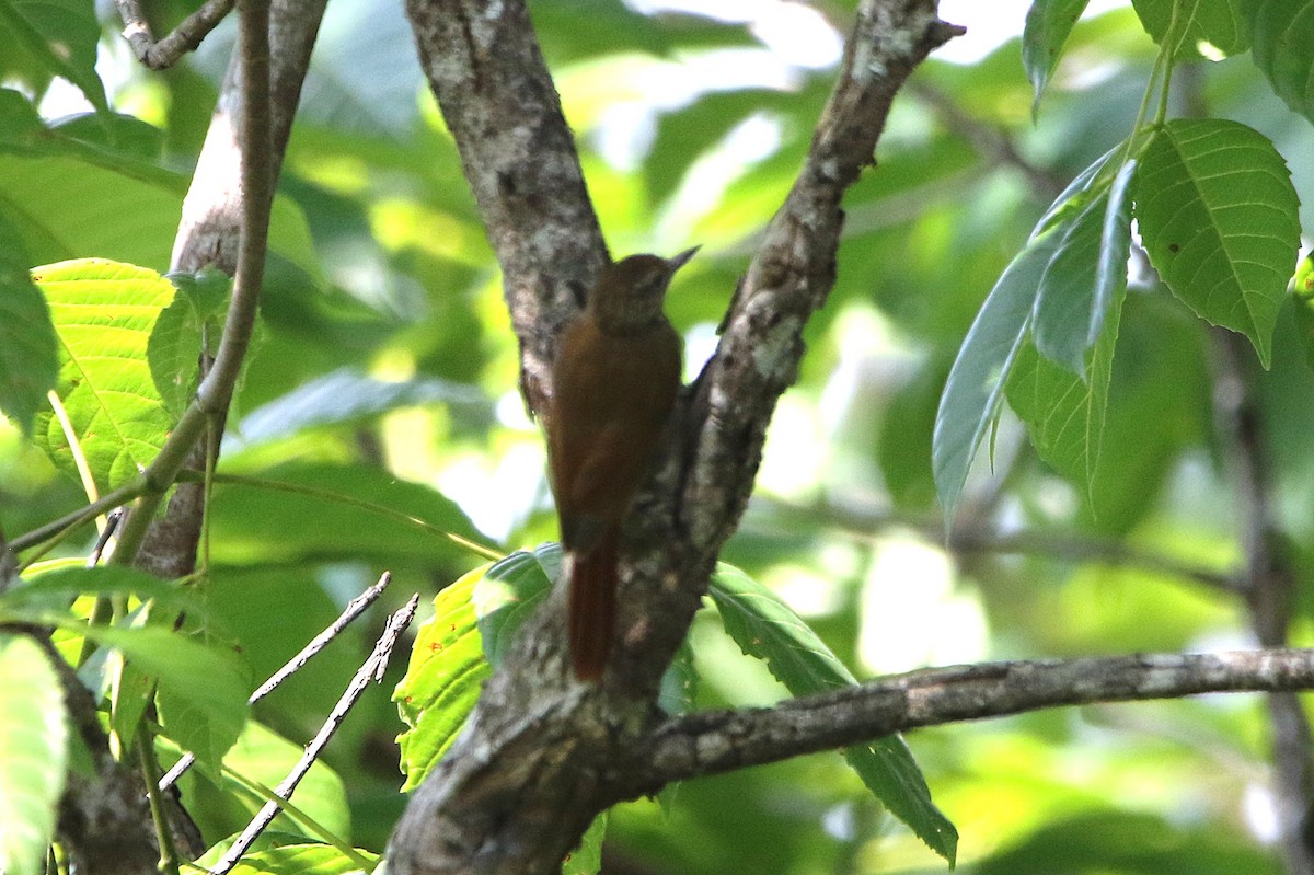 Piping Woodcreeper - ML631766790