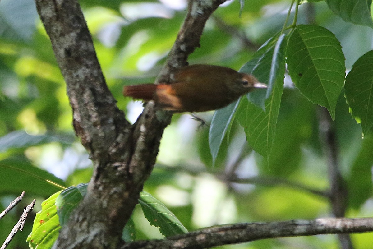 Piping Woodcreeper - ML631766800