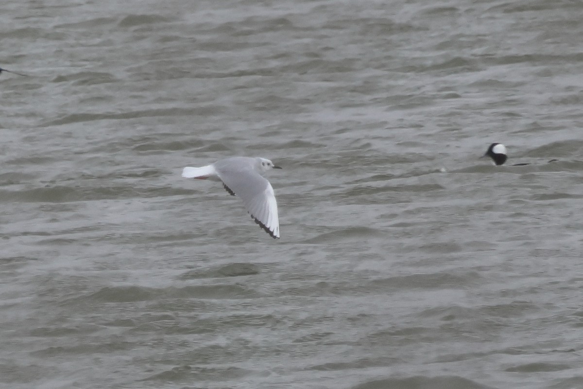 Bonaparte's Gull - ML631766803