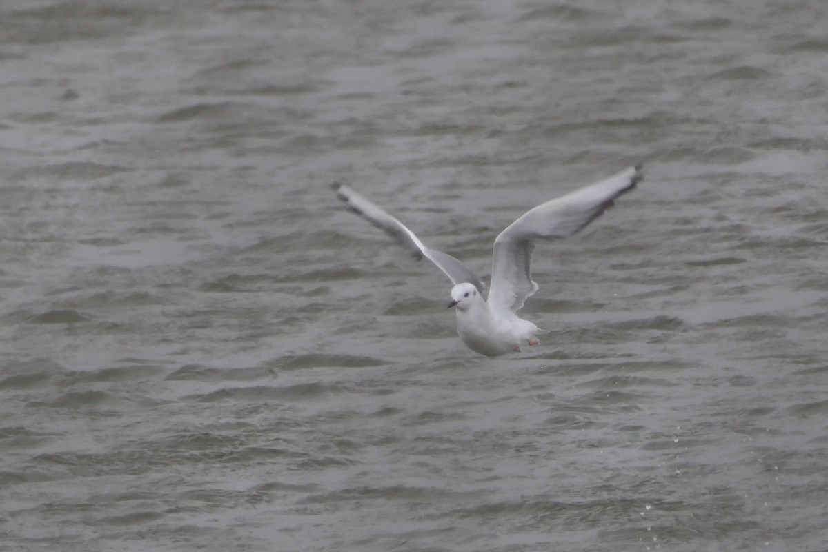Bonaparte's Gull - ML631766804