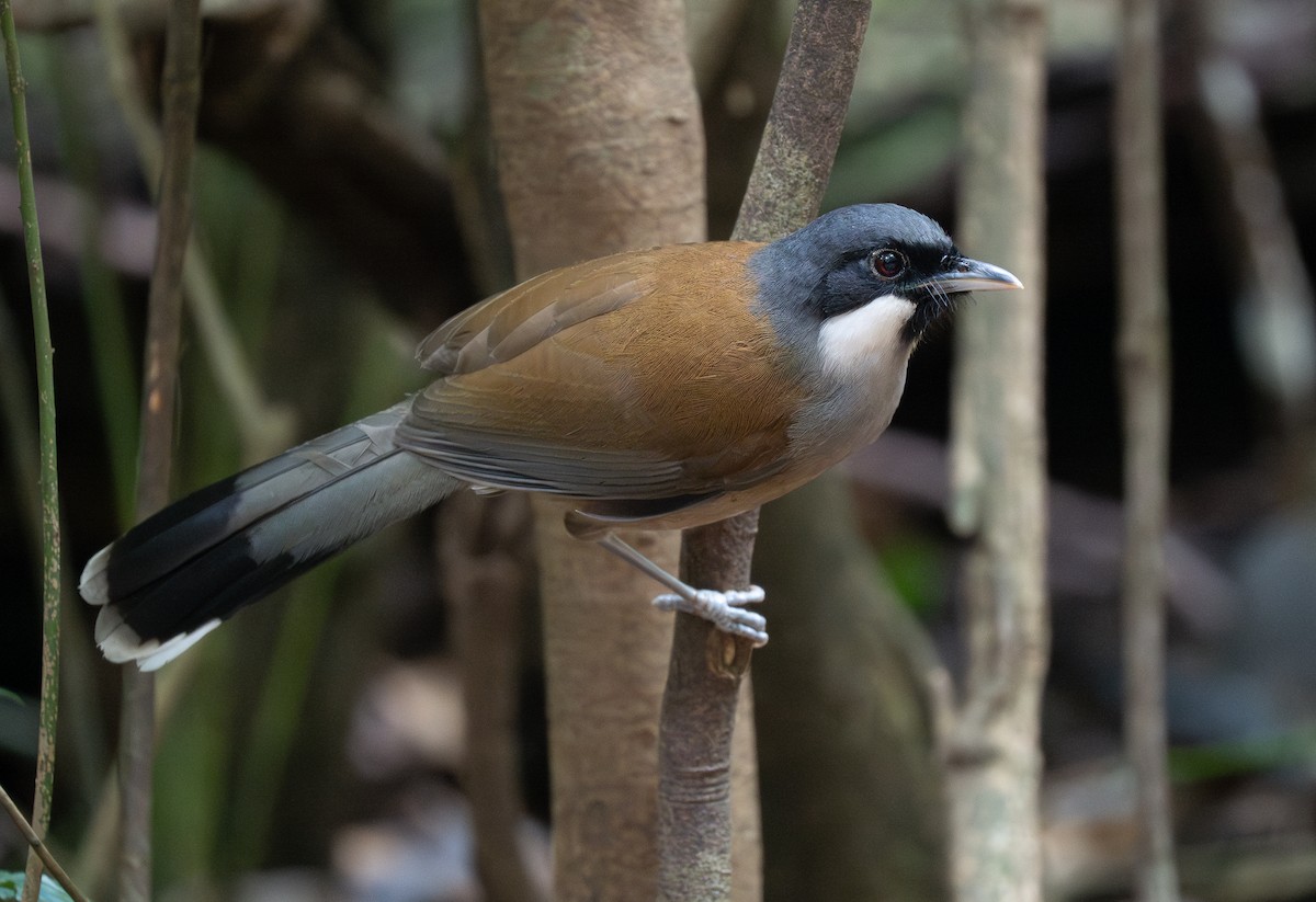 White-cheeked Laughingthrush - ML631766838