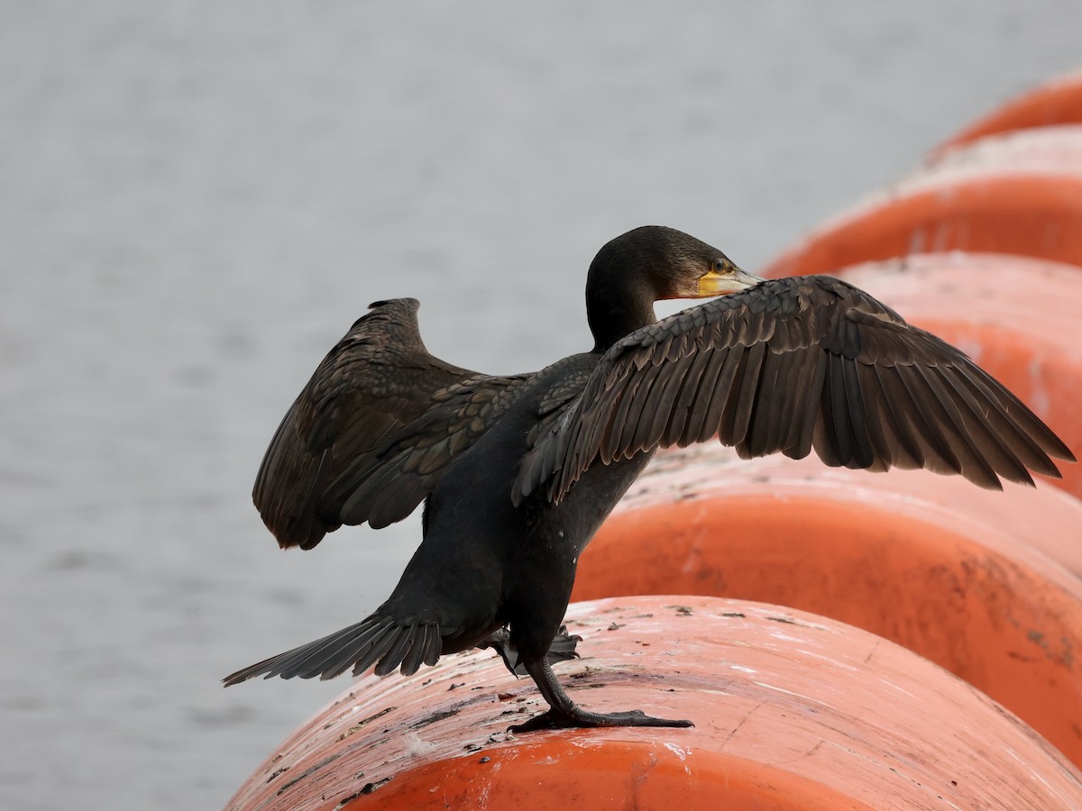 Cormorán Grande - ML631766895