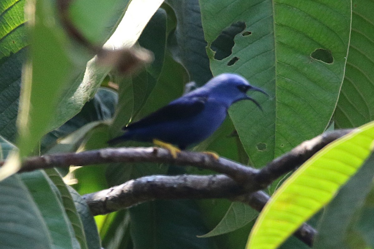 Shining Honeycreeper - ML631766986