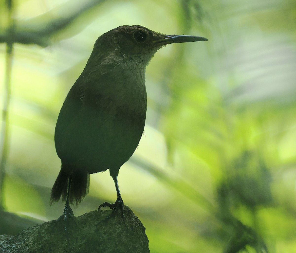 Nava's Wren - ML631767072