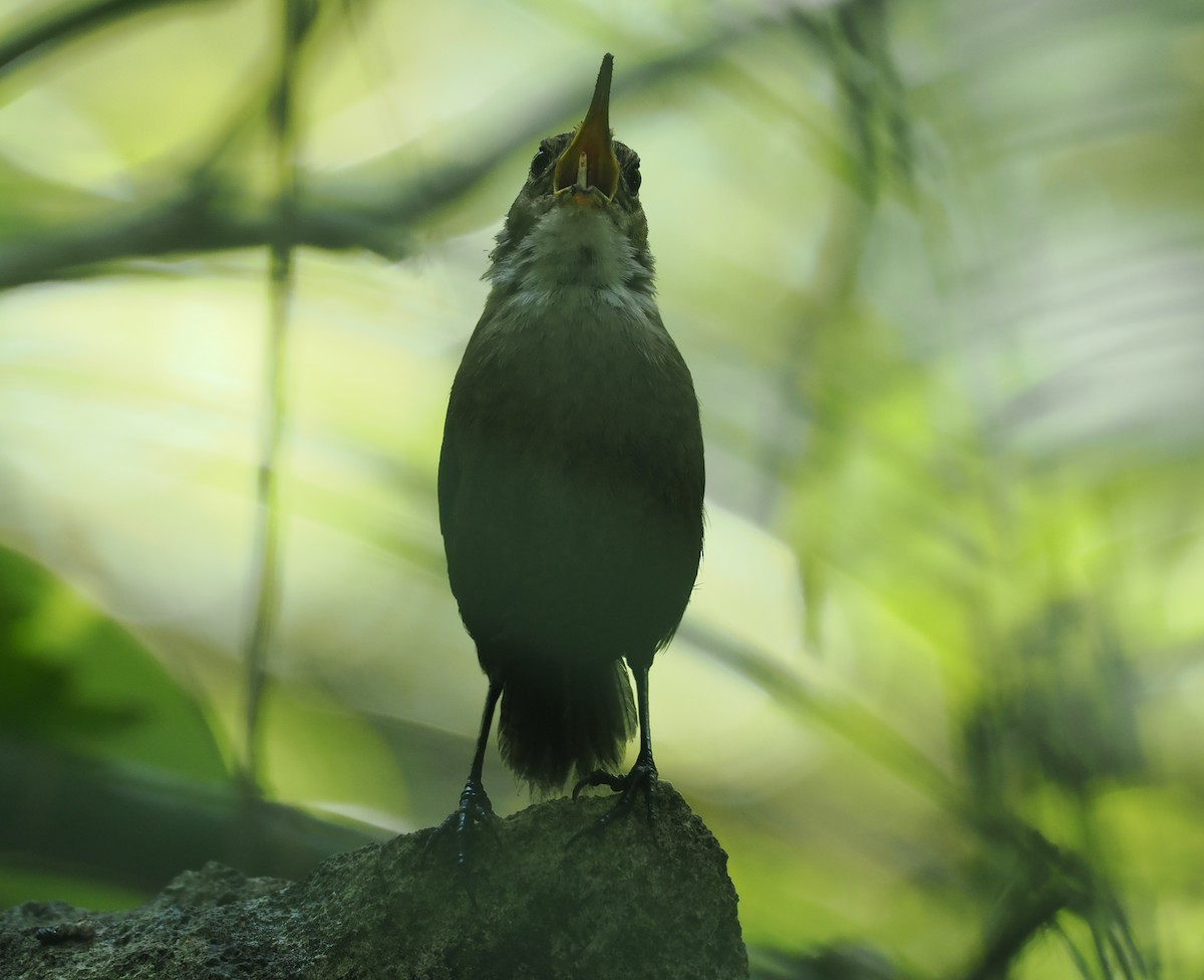 Nava's Wren - ML631767089