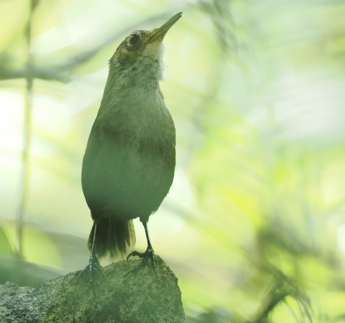 Nava's Wren - ML631767171