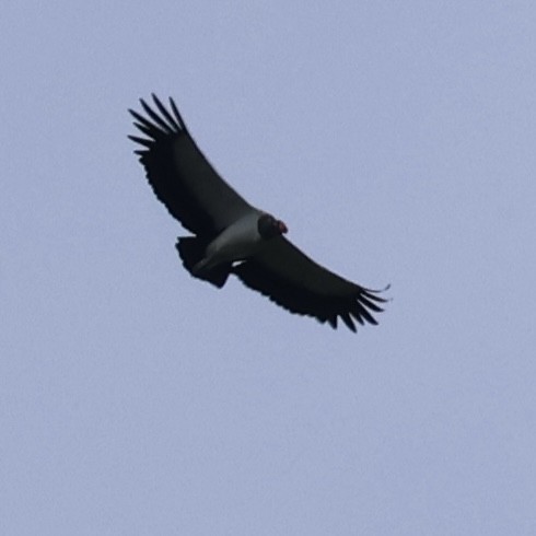 King Vulture - ML631767189
