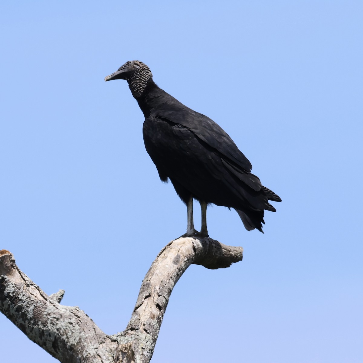 Black Vulture - ML631767196