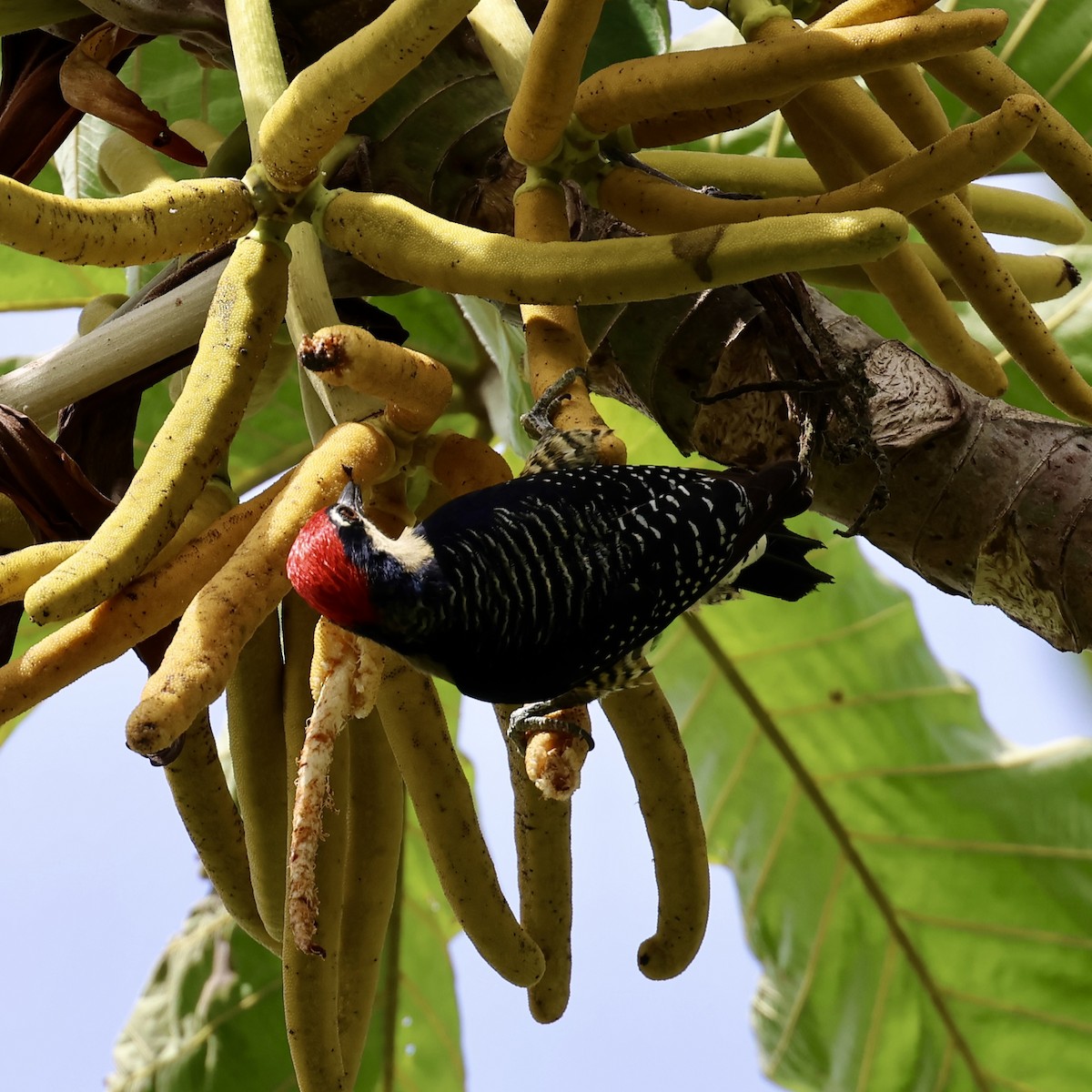 Black-cheeked Woodpecker - ML631767231