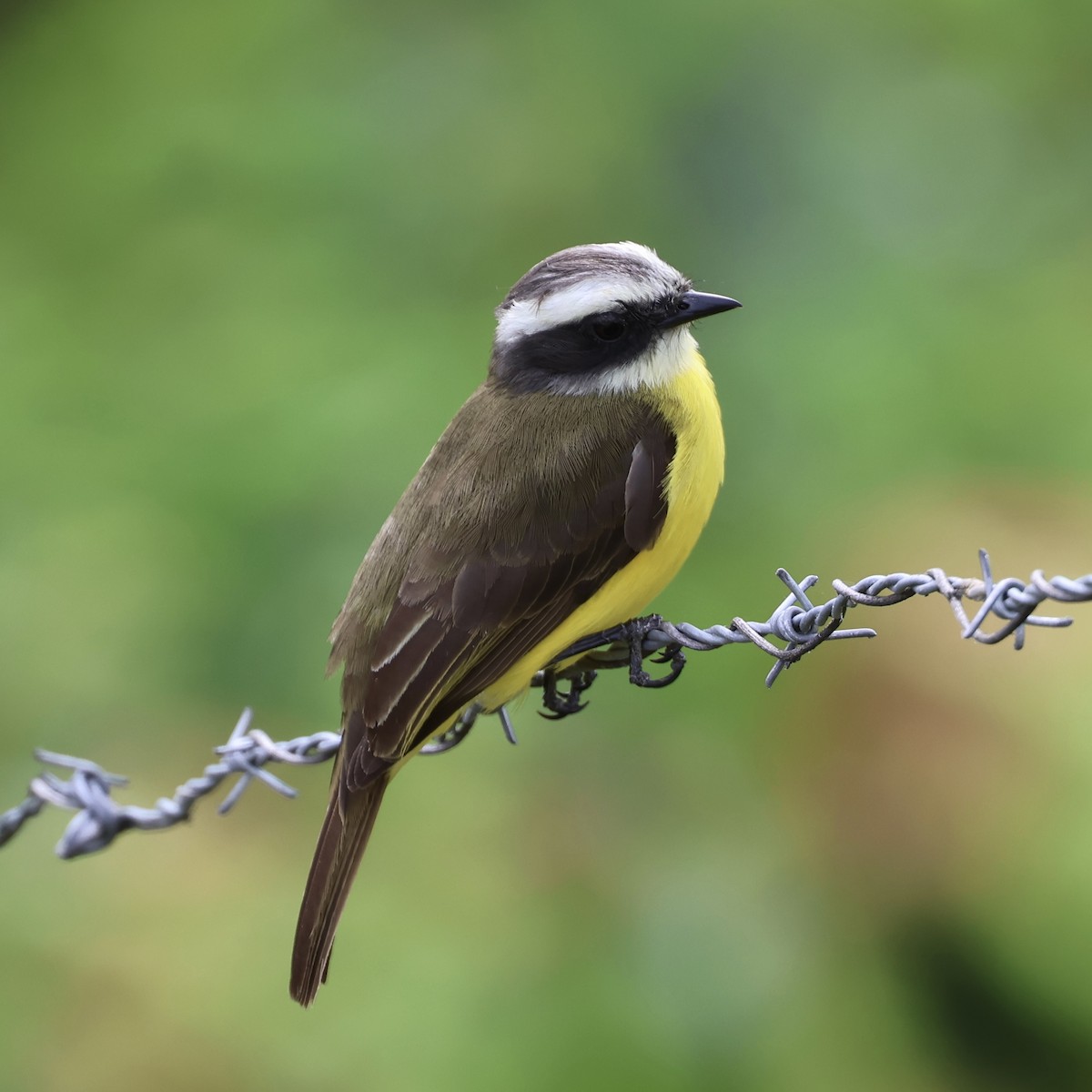 Piratic Flycatcher - ML631767239