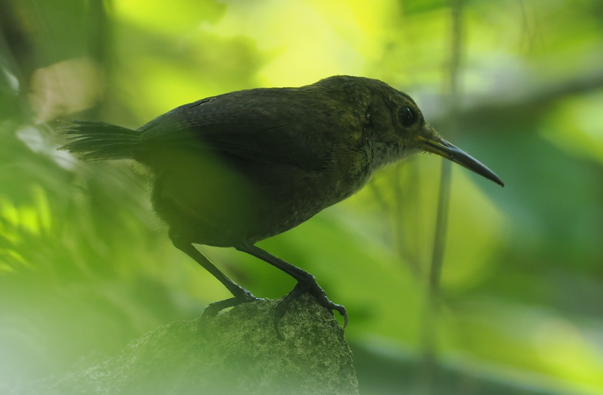 Nava's Wren - ML631767246