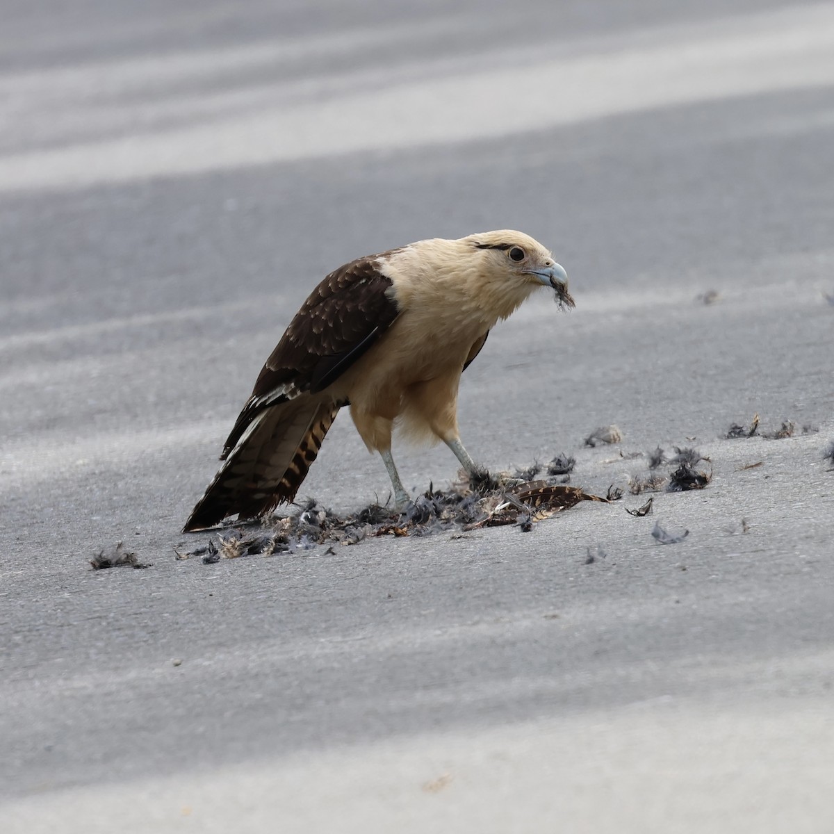 Yellow-headed Caracara - ML631767248