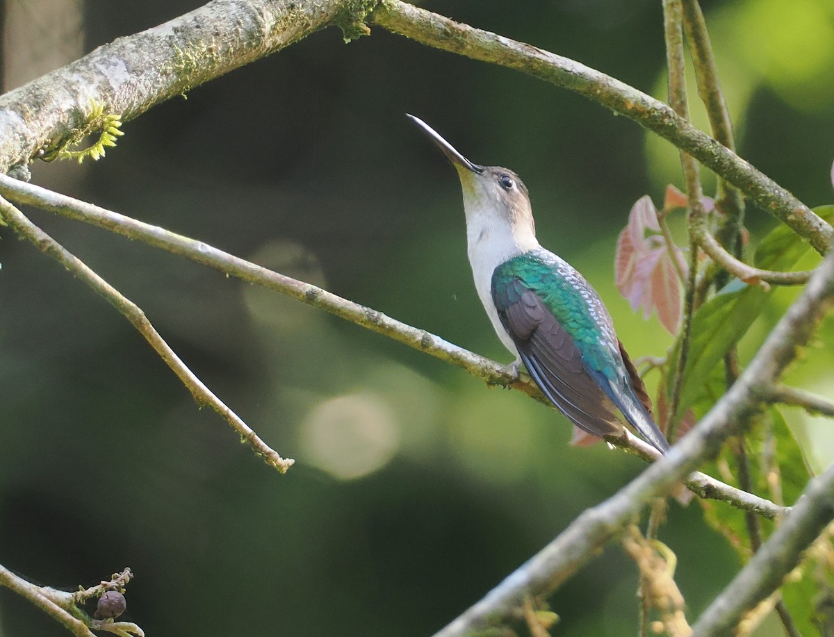 Wedge-tailed Sabrewing (Long-tailed) - ML631767333