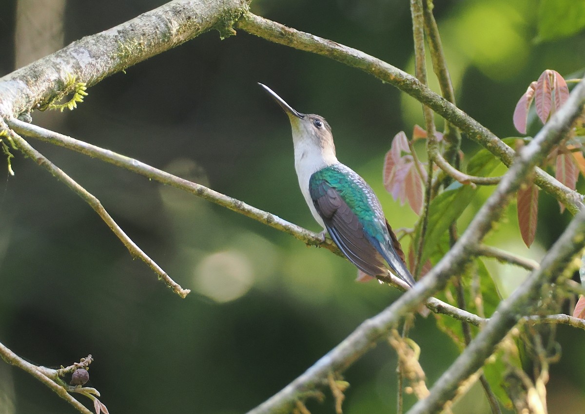 Wedge-tailed Sabrewing (Long-tailed) - ML631767364