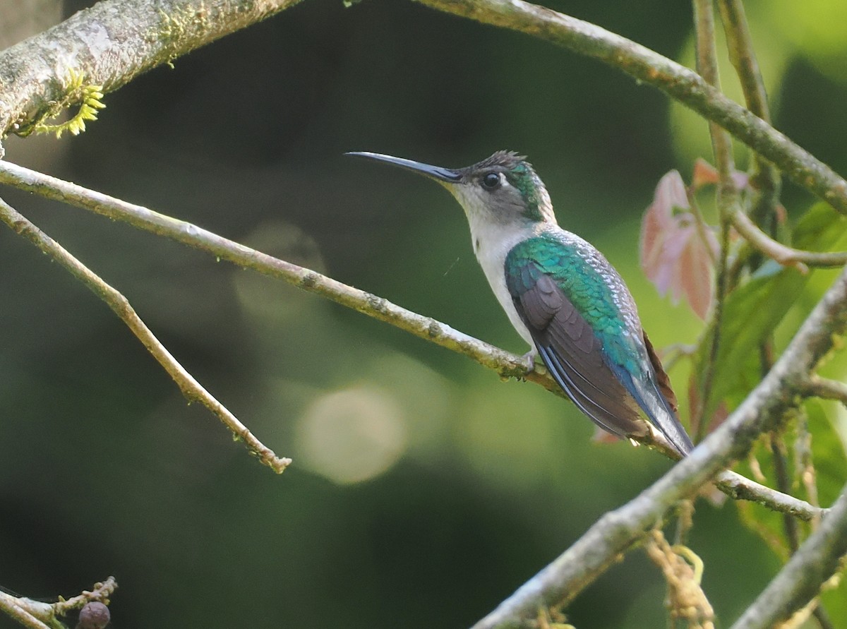 Wedge-tailed Sabrewing (Long-tailed) - ML631767377