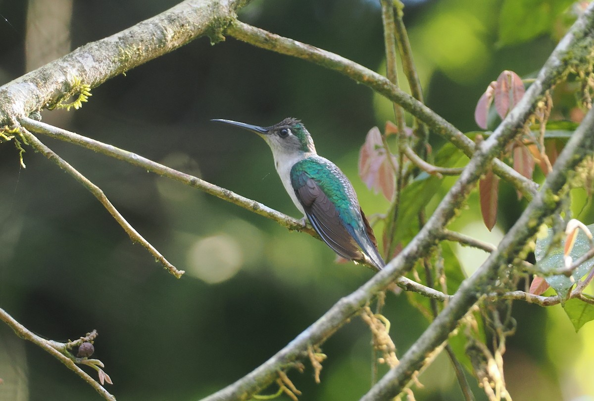 Wedge-tailed Sabrewing (Long-tailed) - ML631767390