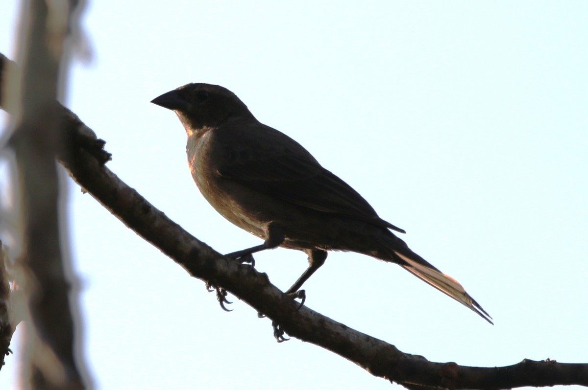 Shiny Cowbird - ML631767466