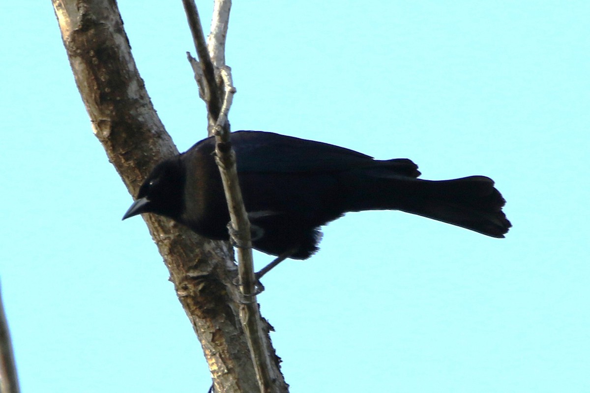 Shiny Cowbird - ML631767469