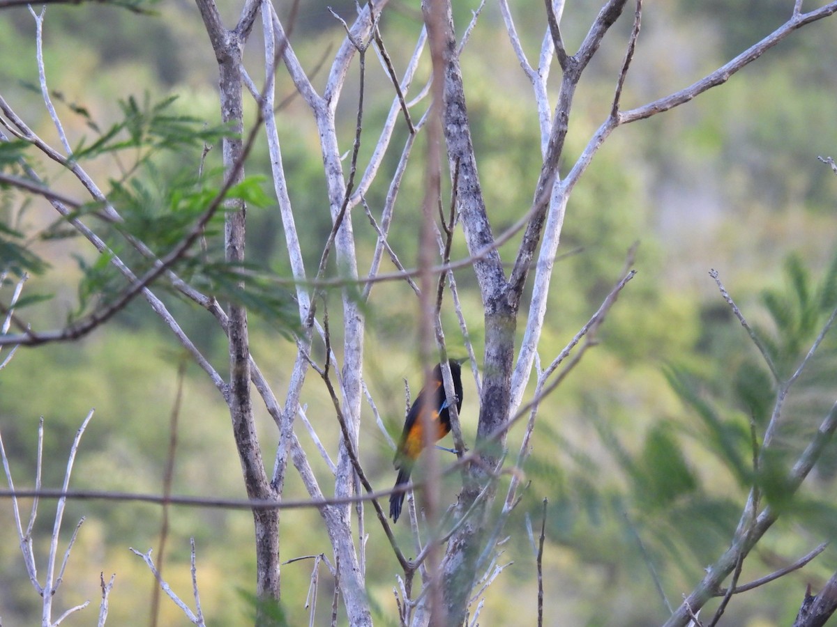 St. Lucia Oriole - ML631767474